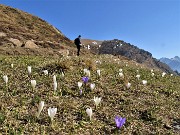 13 La neve al sole si scioglie crescono i crocus